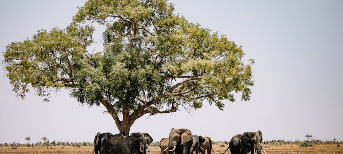 Building a Sustainable Future: CSR, Agriculture, and Youth in Zimbabwe